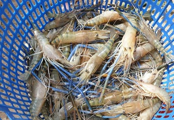 Tiền Giang: Bàn giao giống tôm cho mô hình 'Nuôi xen canh tôm càng xanh toàn đực - lúa'