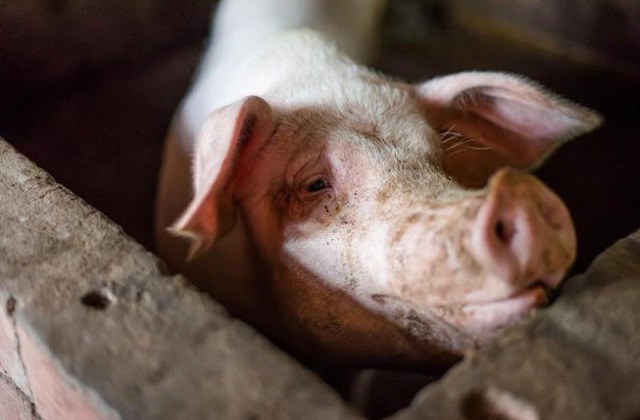 Gi&aacute; thịt lợn h&ocirc;m nay 15/8 điều chỉnh giảm nhỏ giọt tại 3 miền