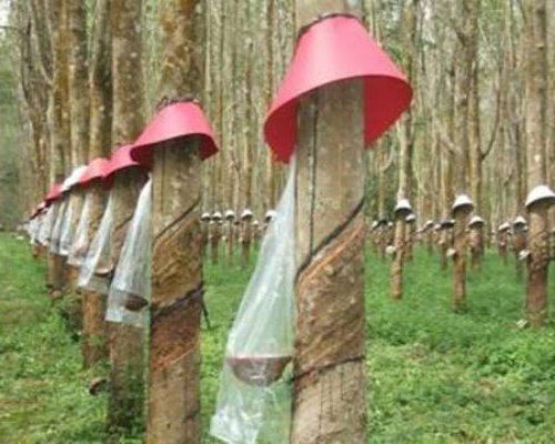 Giá cao su hôm nay 15/8: Cả hai sàn đều tăng mạnh