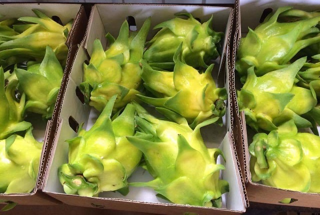 Gi&aacute; thanh long v&agrave; nh&atilde;n giảm s&acirc;u khiến người n&ocirc;ng d&acirc;n thua lỗ nặng