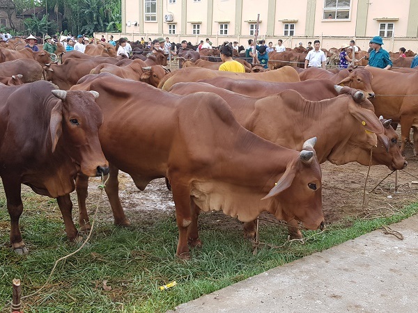 Chăn nuôi bò thịt cao sản được xác định là hướng đi có hiệu quả, bền vững và ổn định ở ngoại thành Hà Nội