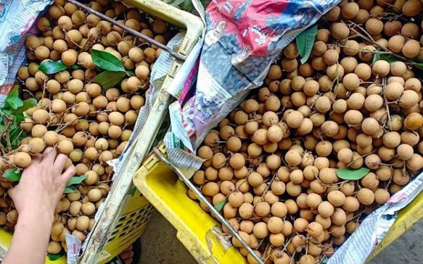 Giá thanh long và nhãn tại nhiều tỉnh thành giảm sâu, người dân khốn khó