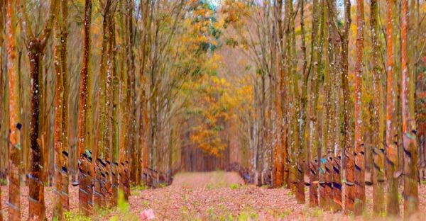 Giá cao su hôm nay 15/8: Phiên chiều tiếp đà tăng