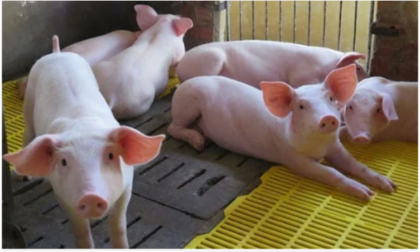 Giá thịt hôm nay 16/8: Chốt tuần giảm sâu