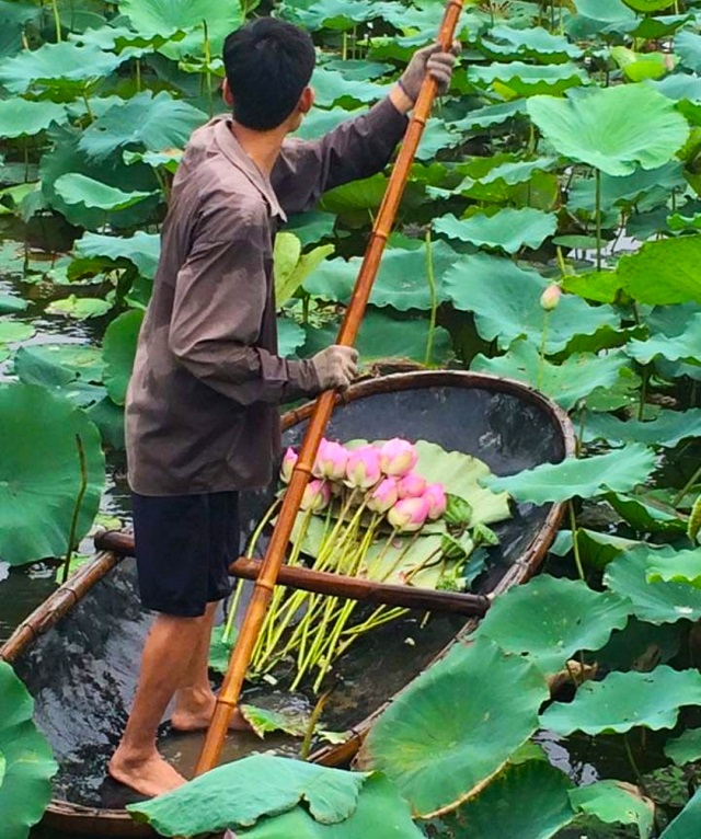 : Ch&egrave;o thuyền thu h&aacute;i sen v&agrave;o s&aacute;ng sớm