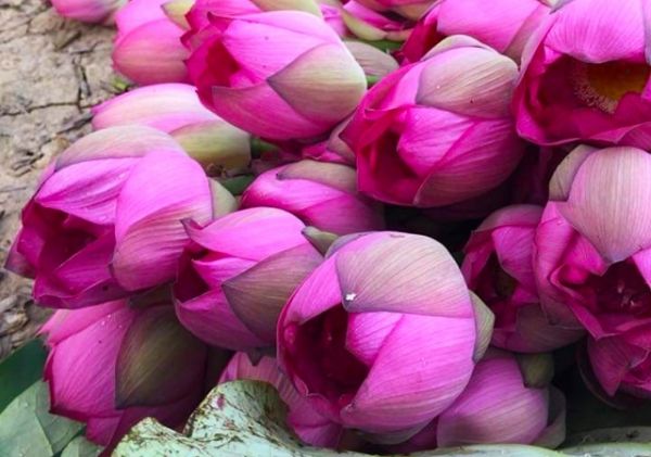 Nâng tầm sản phẩm OCOP Trà sen quê Bác đậm vị tình quê