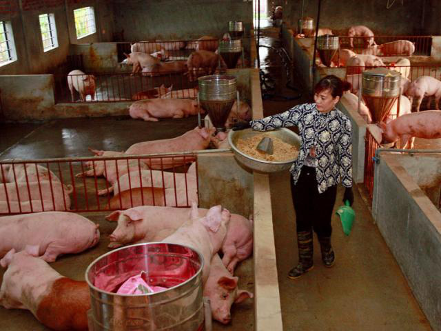 giá thịt hôm nay 17/8