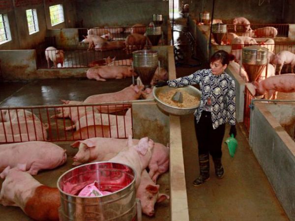 Giá thịt hôm nay 17/8: Lợn hơi tại  miền Bắc giảm sâu