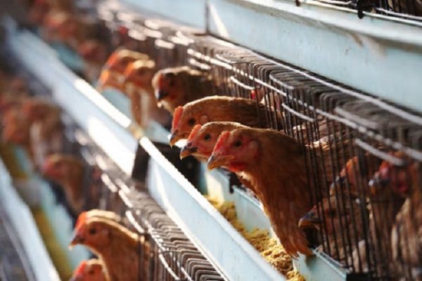 Đắk Lắk: Công bố dịch cúm gia cầm H5N6 ở thành phố Buôn Ma Thuột Đắk Lắk: Công bố dịch cúm gia cầm H5N6 ở thành phố Buôn Ma Thuột