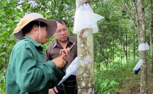 Giá cao su hôm nay 17/8: Phiên chiều giảm đồng loạt