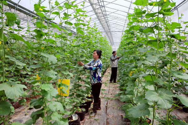 Nông nghiệp tại Hà Nội: Chuyển dịch để phát triển