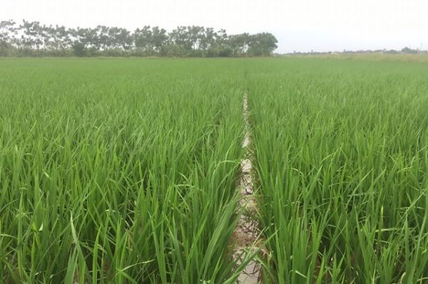 Nam Định: Triển khai mô hình liên kết sản xuất lúa hữu cơ