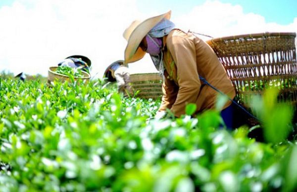 Xuất khẩu chè sang Đài Loan và Pakistan sụt giảm do dịch Covid-19