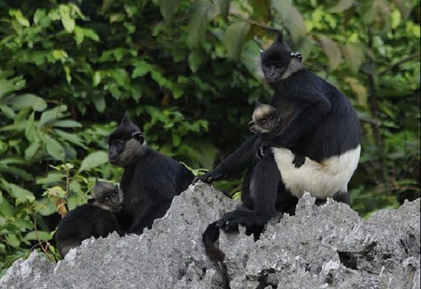 Nỗ lực bảo tồn loài Voọc mông trắng