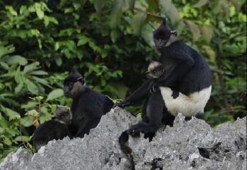 Nỗ lực bảo tồn loài Voọc mông trắng
