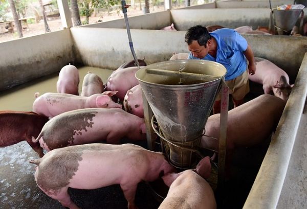 Giá thịt lợn hôm nay 18/8: Tiếp đà giảm, cao nhất 87.000 đồng/kg