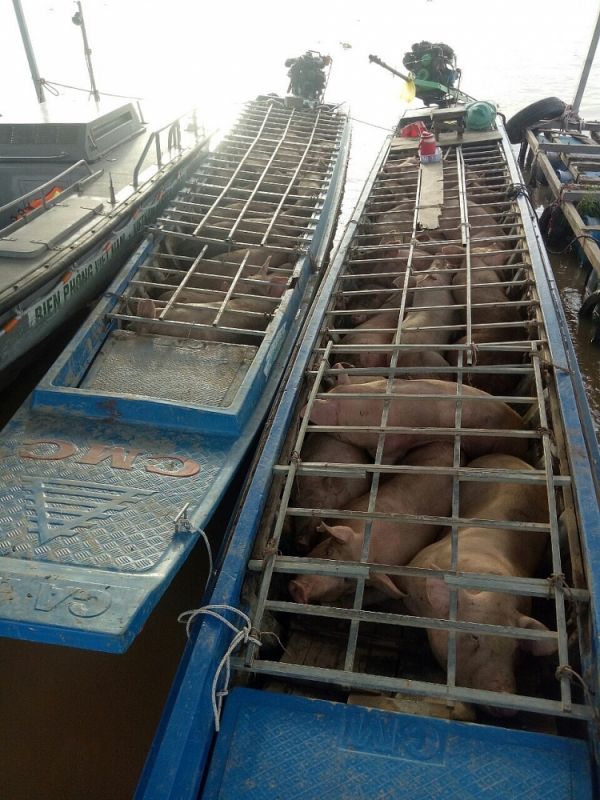 An Giang: Phát hiện 2 xuồng máy chở đầy lợn nhập lậu