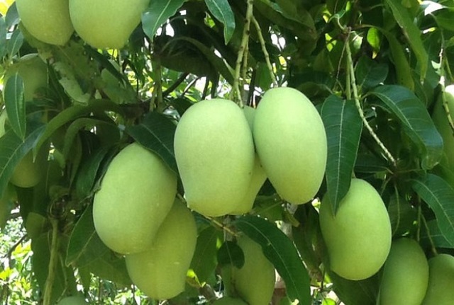 Ng&agrave;nh h&agrave;ng xo&agrave;i được chọn l&agrave; 1 trong 5 ng&agrave;nh h&agrave;ng chủ lực trong Đề &aacute;n t&aacute;i cơ cấu ng&agrave;nh n&ocirc;ng nghiệp của tỉnh Đồng Th&aacute;p .