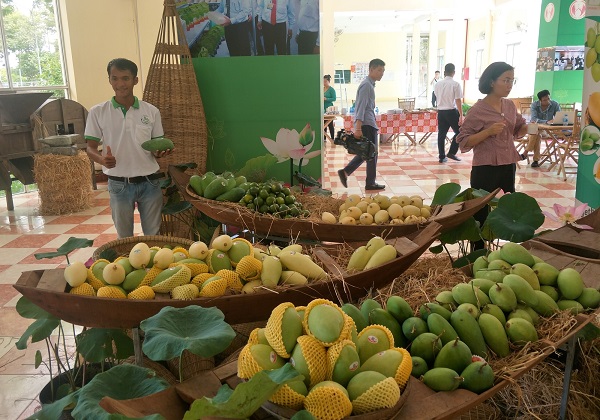 Nh&agrave; vườn trồng xo&agrave;i ngày càng quan t&acirc;m đ&ecirc;́n sản xu&acirc;́t xoài theo hướng an toàn