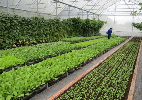 Ra mắt Hợp tác xã nông nghiệp công nghệ cao đầu tiên ở Bình Định