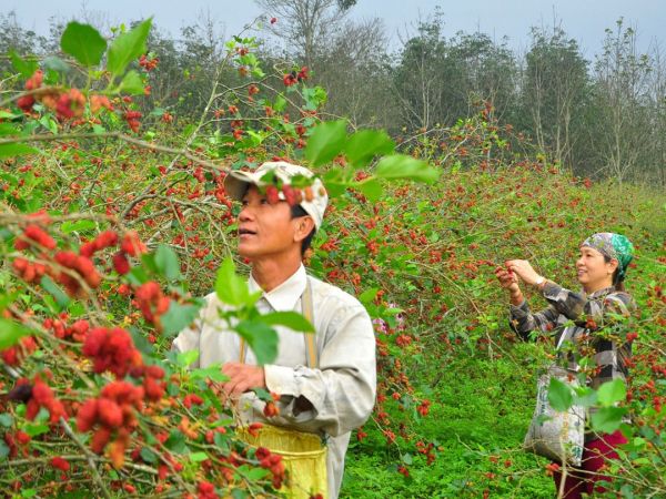 An Giang: Thu nhập cao nhờ phát triển nông nghiệp gắn với du lịch sinh thái