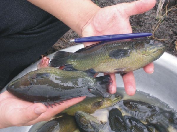 Phát triển cá rô đầu vuông - nguồn thực phẩm sạch của người dân Thủ đô