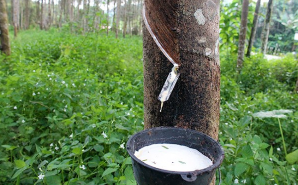 Giá cao su hôm nay 19/8: Phiên chiều giảm nhẹ