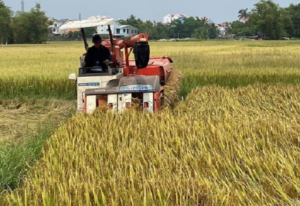 Quảng Nam: Cân nhắc, xem xét kỹ việc chuyển đổi đất lúa Quảng Nam: Cân nhắc, xem xét kỹ việc chuyển đổi đất lúa