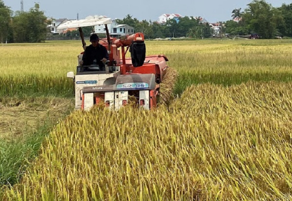 Quảng Nam xem x&eacute;t kỹ việc chuyển đổi đất l&uacute;a