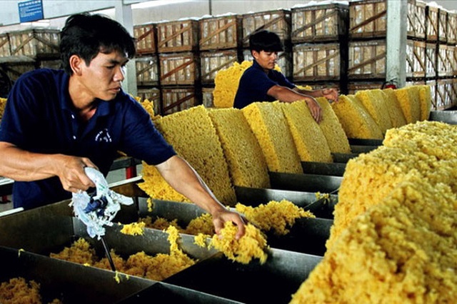 Gi&aacute; cao su h&ocirc;m nay 20/8