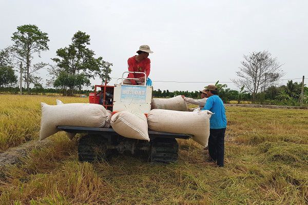 Giá gạo hôm nay 20/8: Giữ mức ổn định