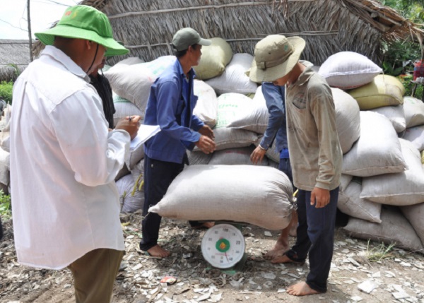 Giá lúa ở Đồng bằng sông Cửu Long liên tục biến động theo hướng tăng cao trong những ngày qua