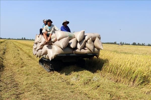 ĐBSCL: Giá lúa Hè Thu bắt đầu tăng do sắp hết vụ thu hoạch