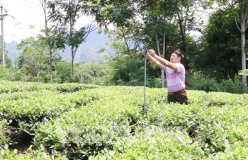 Võ Nhai tập trung phát triển nông sản chủ lực