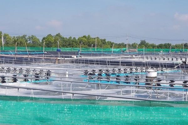 Việt Nam sẽ có trung tâm công nghiệp tôm đầu tiên