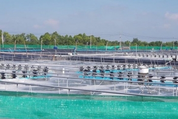 Việt Nam sẽ có trung tâm công nghiệp tôm đầu tiên