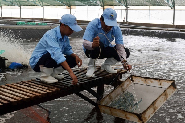 Bạc Li&ecirc;u vừa ph&ecirc; duyệt đề &aacute;n x&acirc;y dựng tỉnh n&agrave;y th&agrave;nh trung t&acirc;m ng&agrave;nh c&ocirc;ng nghiệp t&ocirc;m cả nước, với vốn đầu tư hơn 3.000 tỷ đồng