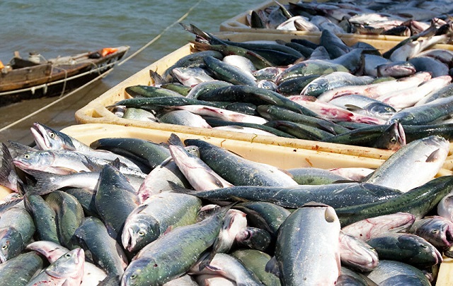 Chile: Sản xuất vaccine uống phòng chống bệnh nhiễm trùng máu trên cá hồi