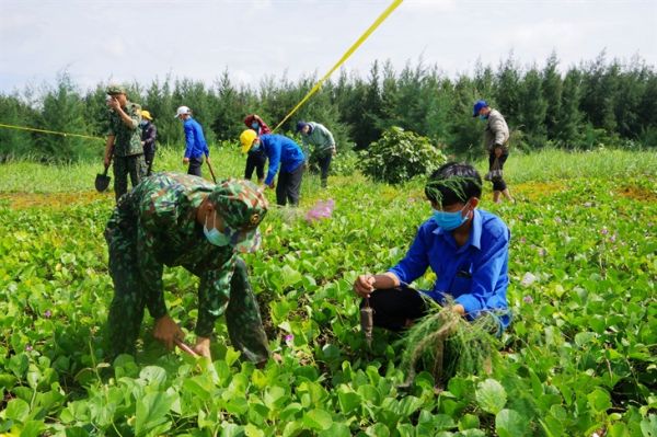 Tiền Giang trồng 5.000 cây phi lao chắn sóng Tiền Giang trồng 5.000 cây phi lao chắn sóng