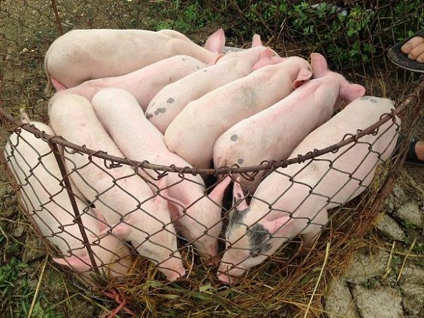 Giá thịt lợn hôm nay 21/8: Đà giảm chững lại ở cả 3 miền