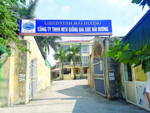 Công ty Giống gia súc Hải Dương chào bán 2,4 triệu cổ phiếu Công ty Giống gia súc Hải Dương chào bán 2,4 triệu cổ phiếu