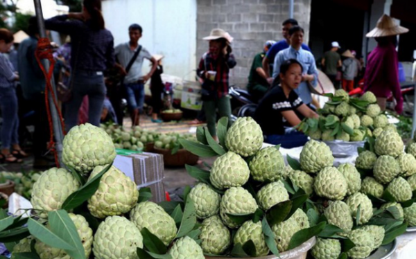 Lạng Sơn: Na Chi Lăng đã có chứng nhận mã số vùng