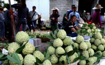 Lạng Sơn: Na Chi Lăng đã có chứng nhận mã số vùng