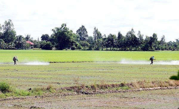 Kiên Giang: Chủ động sản xuất hiệu quả vụ lúa Hè Thu và Thu Đông Kiên Giang: Chủ động sản xuất hiệu quả vụ lúa Hè Thu và Thu Đông