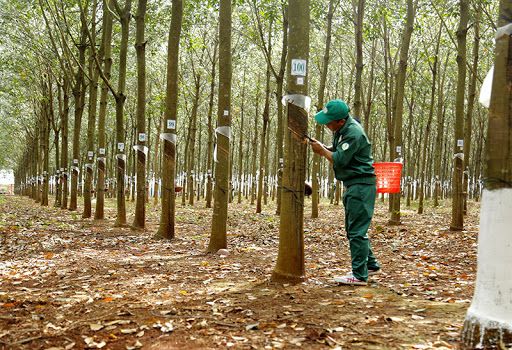 Giá cao su hôm nay 21/8: Phiên chiều tiếp tục xu hướng giảm