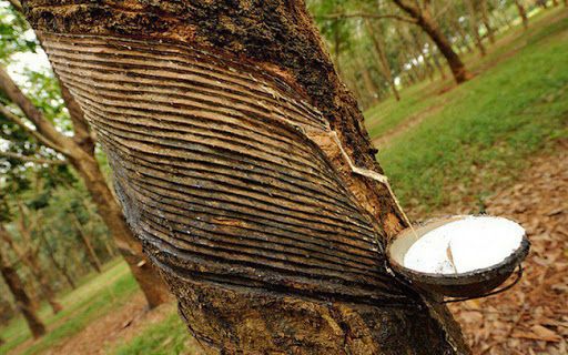 Giá cao su hôm nay 22/8: Tiếp tục lao dốc