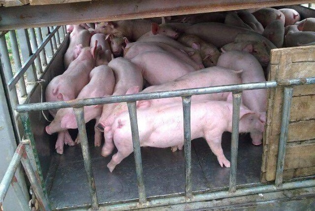 giá thịt lợn hôm nay 23/8