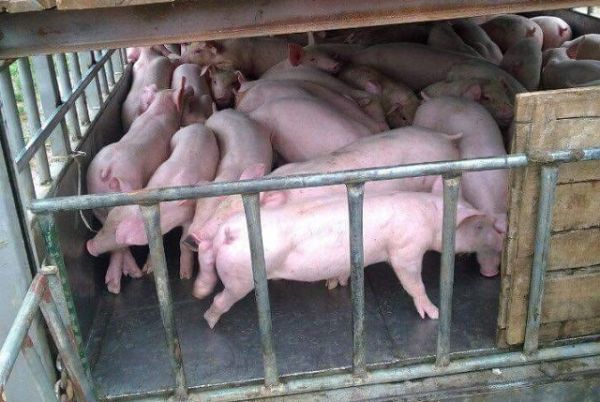 Giá thịt lợn hôm nay 23/8: Dao động từ 79.000 - 87.000 đồng/kg