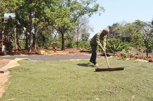 Giá hồ tiêu hôm nay 23/8: Giá thu mua cao nhất 50.000/kg