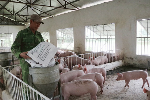 Dự báo giá thịt lợn sẽ giảm trong tuần tới